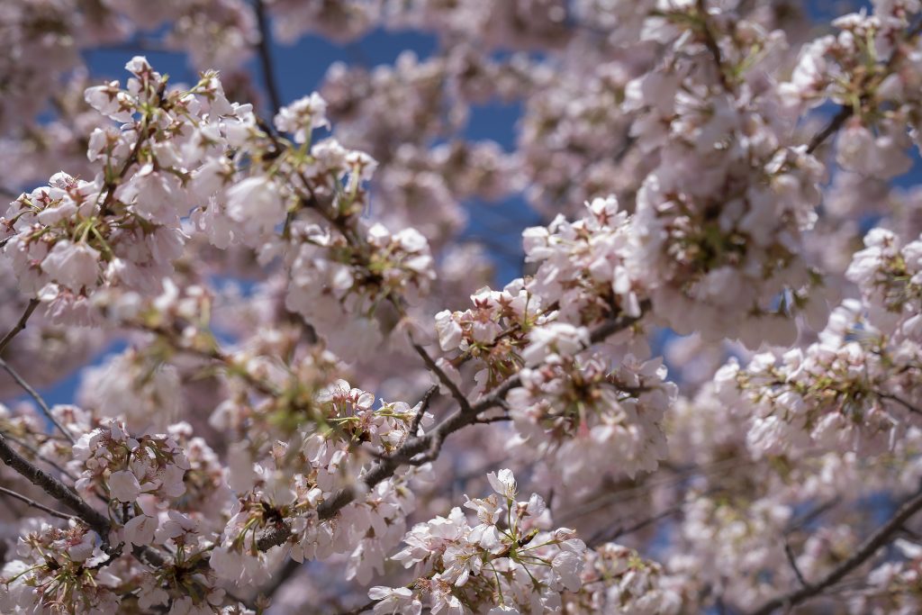 WATCH LIVE: National Park Service to announce Cherry Blossom peak bloom prediction