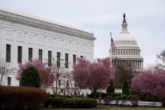 What to expect from DC traffic as peak cherry blossom season approaches