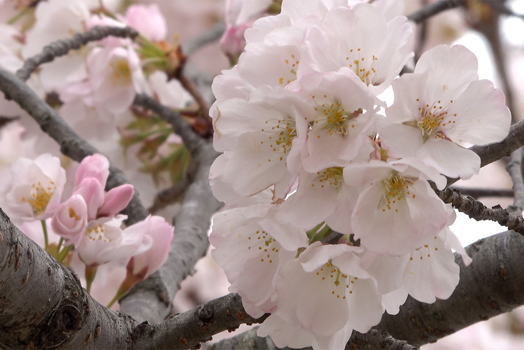 DC Cherry blossoms reach early peak bloom: How long will they last?