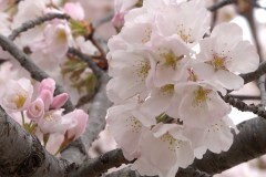 DC Cherry blossoms reach early peak bloom: How long will they last?