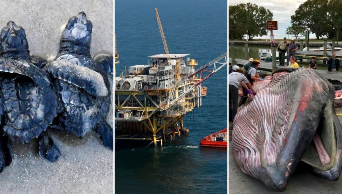 Greens blast Trump plan to ease endangered species rules