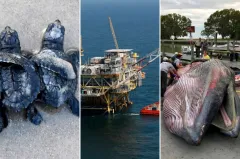 Greens blast Trump plan to ease endangered species rules for Gulf of America