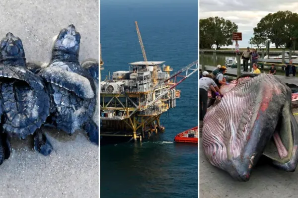 Greens blast Trump plan to ease endangered species rules for Gulf of America