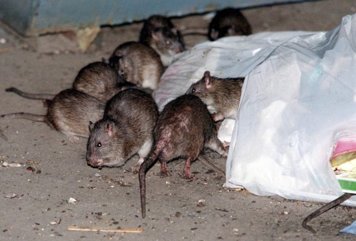 DC to fight rat epidemic with ‘blitz’ pilot program
