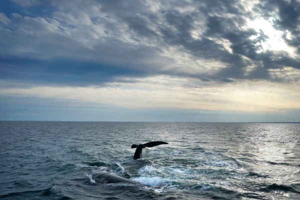 Republicans postpone Earth Day vote on bill amending Endangered Species Act