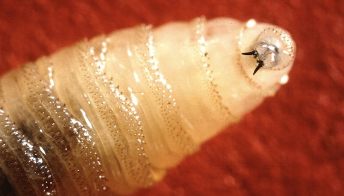 We beat screwworm once before. The tool sitting on the shelf could do it again