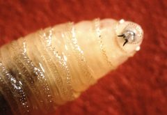 We beat screwworm once before. The tool sitting on the shelf could do it again