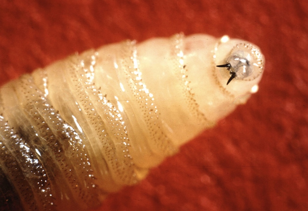 New World screwworm confirmed in Texas, threatening cattle industry