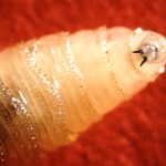 Flesh-eating maggots called New World screwworm move through Mexico toward US