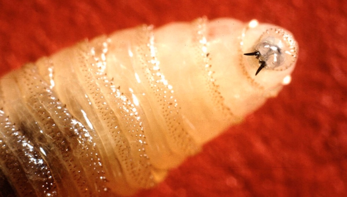 Flesh-eating maggots called New World screwworm move through Mexico toward US