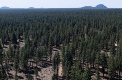 White House rips report of Forest Service dismantling: ‘More lies from these losers’