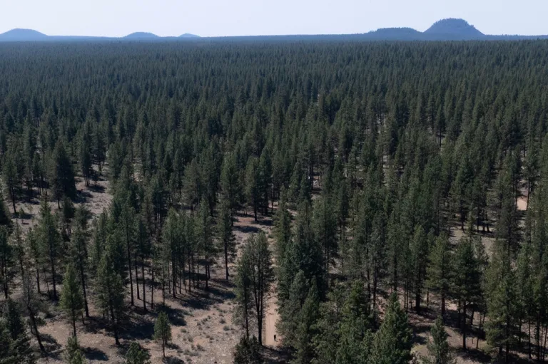 A person walks along a dirt road in Deschutes National Forest near Bend, Oregon.