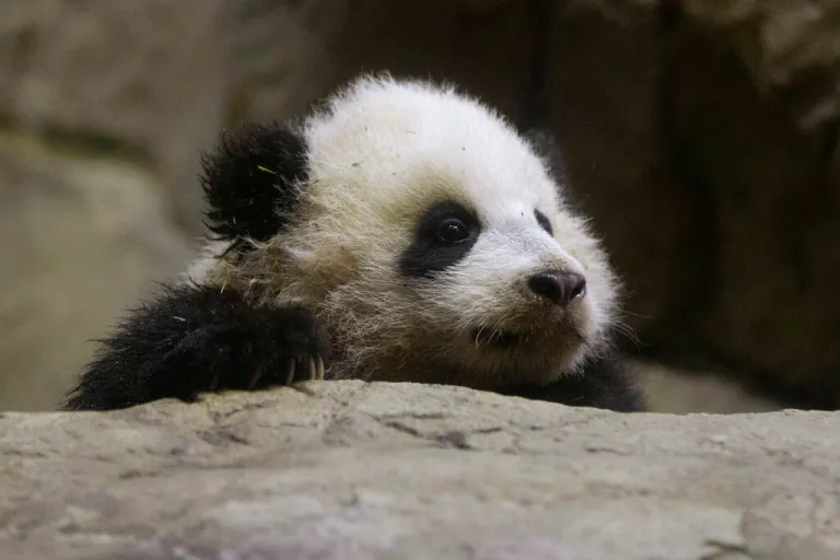 A baby panda on a rock.