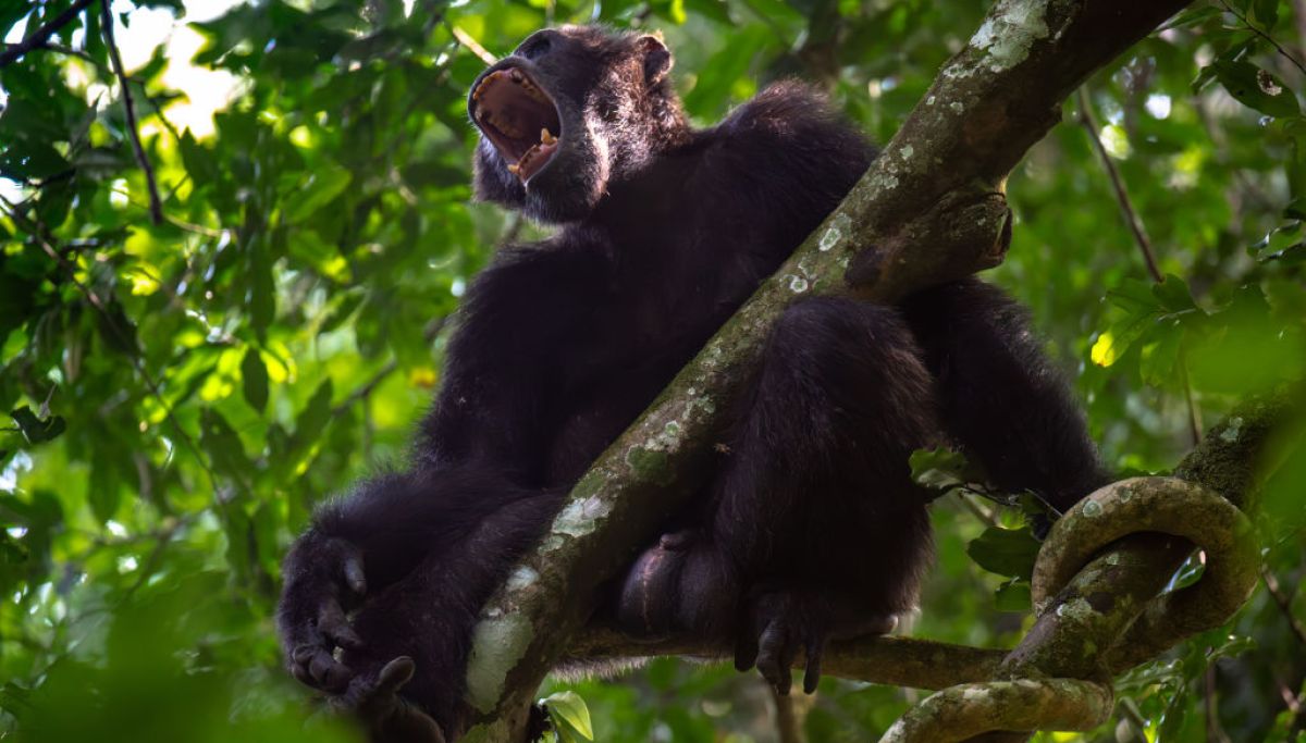 Chimping out: A civil war in Uganda between two troops of chimpanzees