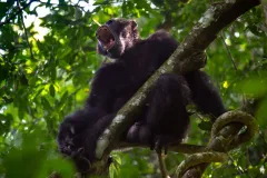 Chimping out: A civil war in Uganda between two troops of chimpanzees