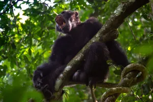 Chimping out: A civil war in Uganda between two troops of chimpanzees