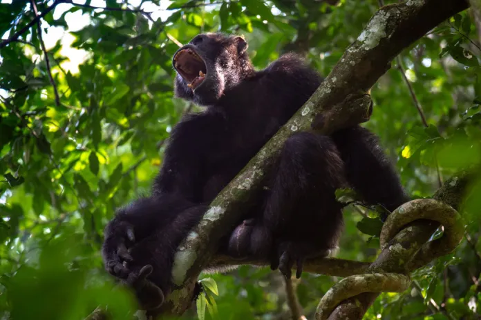Bugondo forest chimpanzee standing and a branch and screaming. (Photo by: Godong/Universal Images Group via Getty Images)