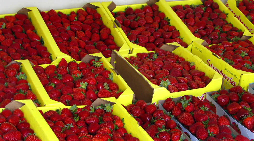 Paxton wins against grocery stores spraying pesticides on organic produce in appeal to MAHA