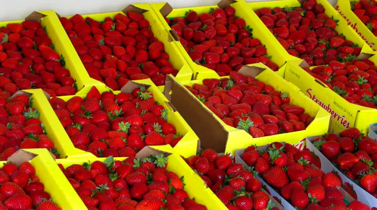 Organically grown strawberries are seen for sale.