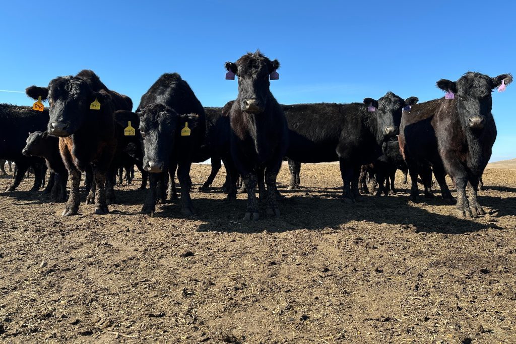 Trump’s policies meat the moment: National beef herd size stabilizes after years of decline