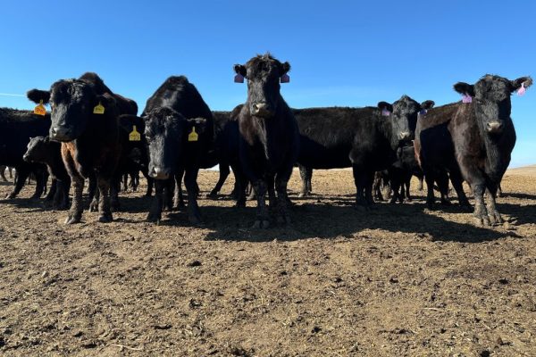Montana Republicans speak out against Trump’s plan to lower beef prices: ‘Harm our ranching families’