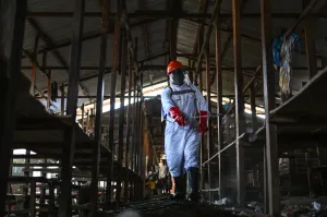 Uganda closes border with Congo after surge of rare Ebola cases