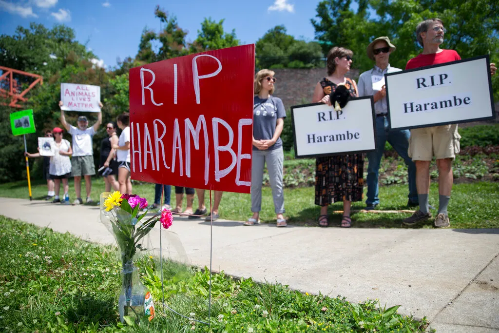 White House shares tribute to gorilla legend Harambe