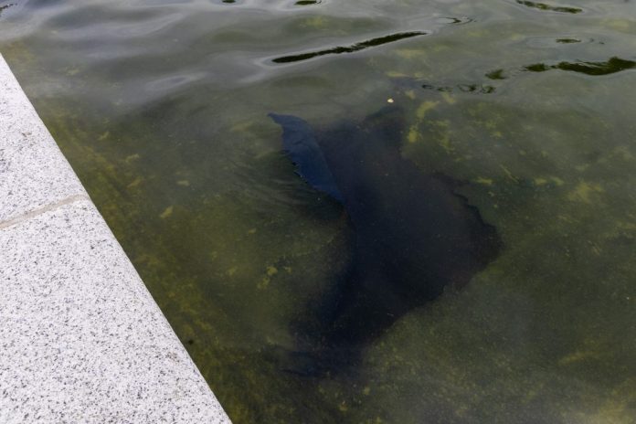Blue paint peeling from the bottom of the Lincoln Memorial Reflecting Pool.