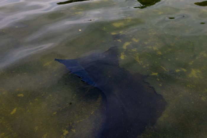 Pirro floats ‘serious charges’ for vandals fostering algal blooms in Reflecting Pool