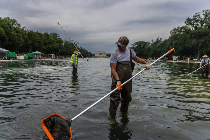 Workers scoop algae from the Lincoln Memorial Reflecting Pool.