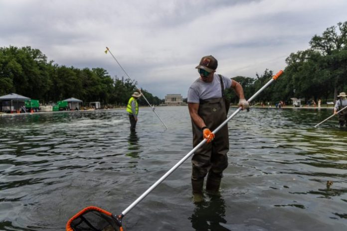 Workers scoop algae from the Lincoln Memorial Reflecting Pool.
