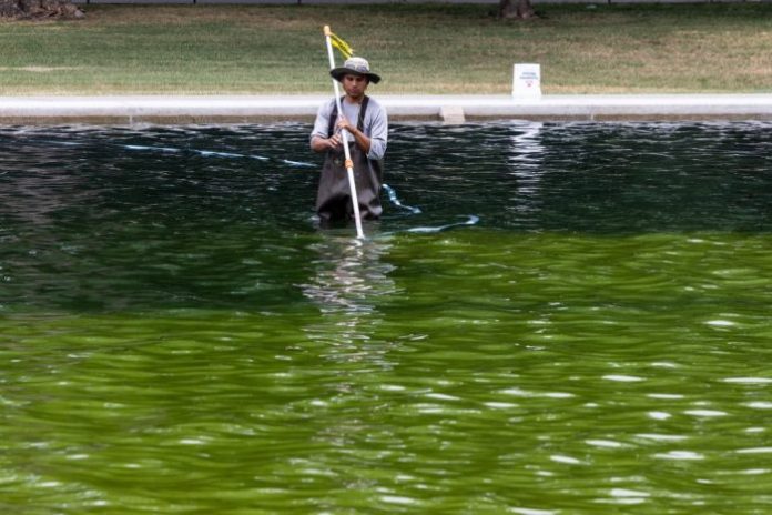 Worker cleans algae from the Lincoln Memorial Reflecting Pool.