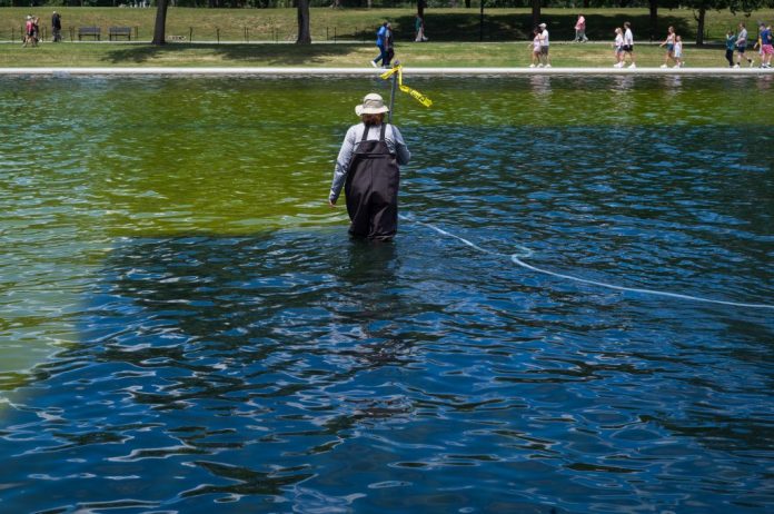 A worker scrubs algae from the bottom of the Lincoln Memorial Reflecting Pool.