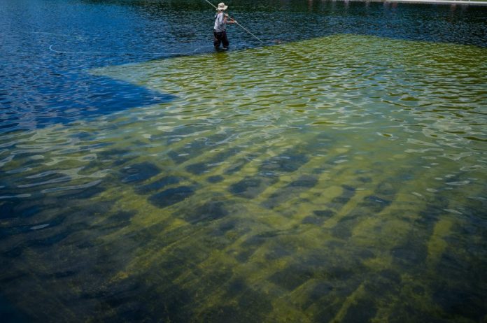 A worker scrubs algae from the bottom of the Lincoln Memorial Reflecting Pool.