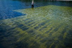 Reflecting on the Reflecting Pool: What stains a nation more than algae