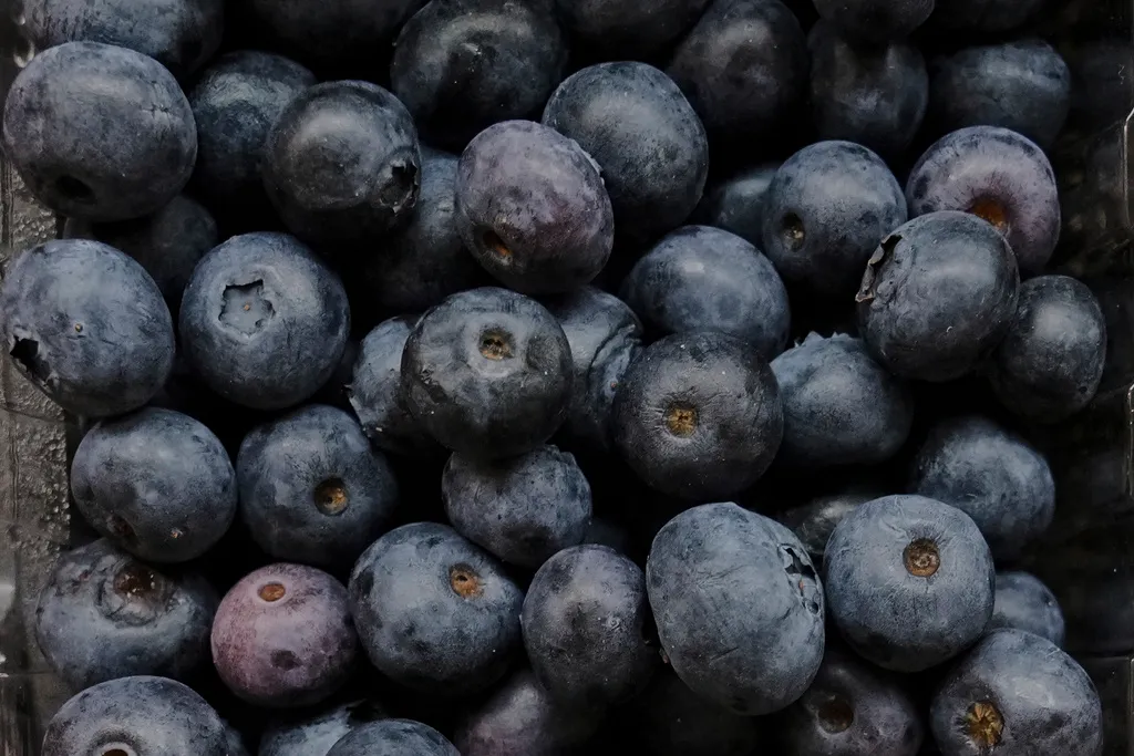 Red, white, and blueberry: US’s original fruit is key to making America healthy again