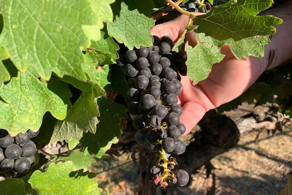 Vineyard urges Supreme Court to halt $3.9 million judgment for hosting wine tastings