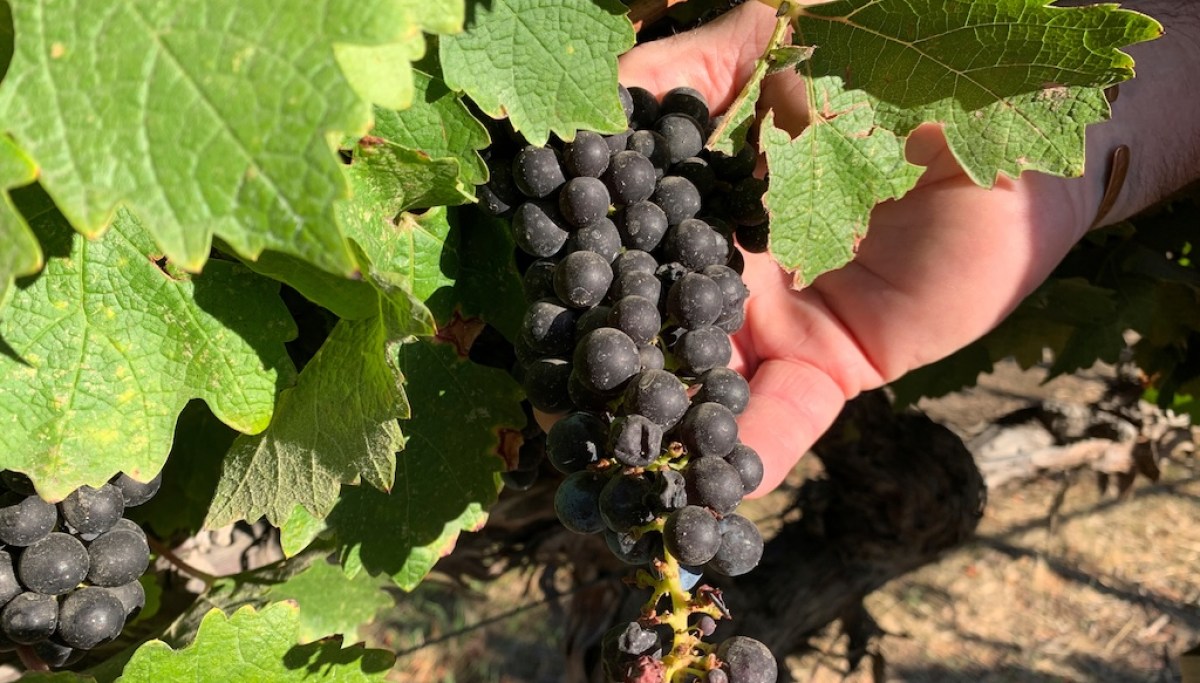 Vineyard urges Supreme Court to halt $3.9 million judgment for hosting wine tastings