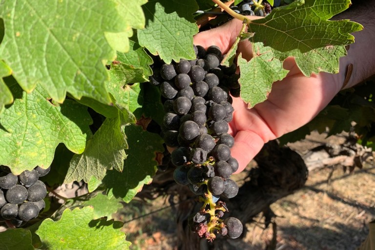 In this Oct. 4, 2019 photo, Cabernet Sauvignon wine grapes that are almost ready for harvest are held at Wente Vineyards in Livermore, California. (AP Photo/Terry Chea)