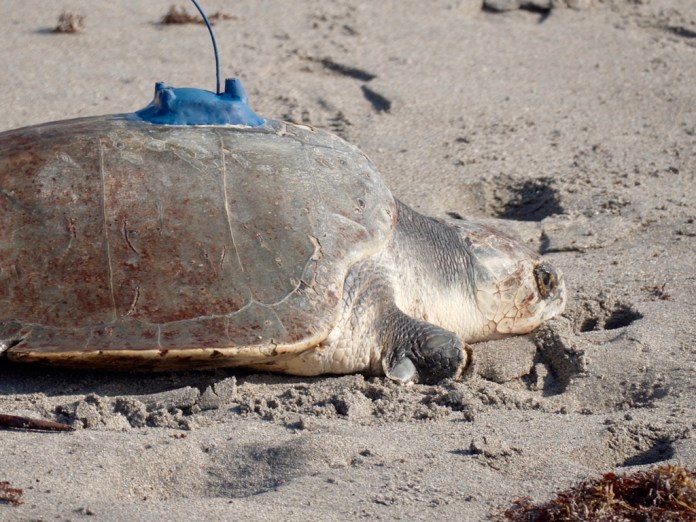 A rehabilitated adult female Kemp's ridley sea turtle crawls toward the ocean during a release in Juno Beach, Fla. on Wednesday, March 25, 2026.