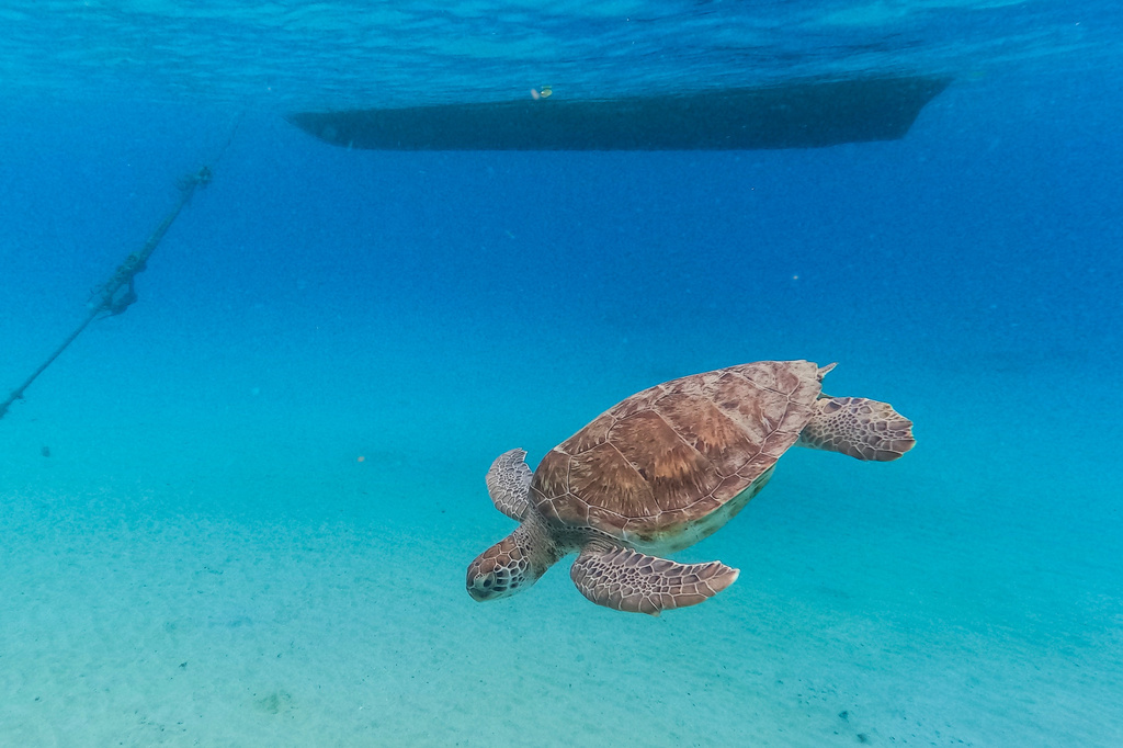 China says ‘spy turtles’ and ‘spy fish’ are meddling in its waters