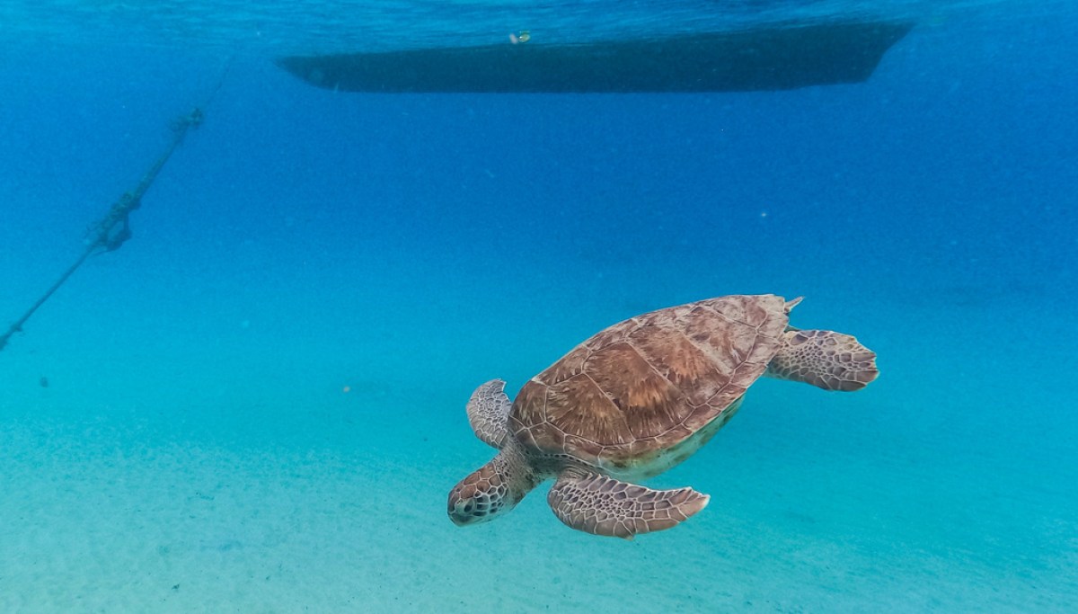 China says 'spy turtles' and 'spy fish' are meddling in its waters