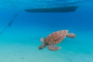 China says ‘spy turtles’ and ‘spy fish’ are meddling in its waters