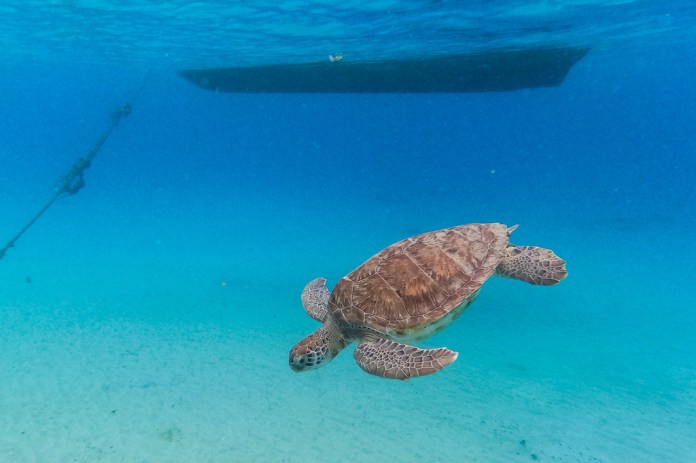 China says ‘spy turtles’ and ‘spy fish’ are meddling in its waters