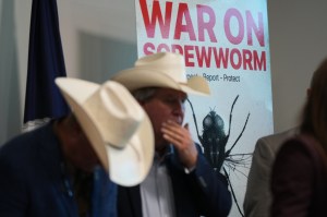 Senate Democrats push USDA to boost efforts targeting ‘evolving’ screwworm outbreak