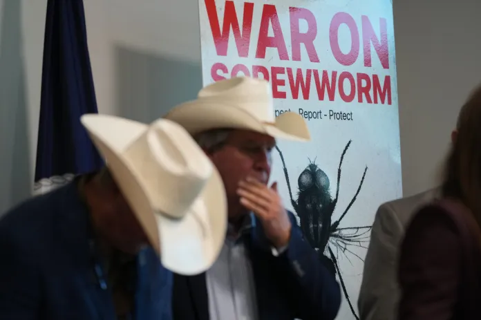 Senate Democrats push USDA to boost efforts targeting screwworm outbreak