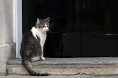 Six prime ministers, nine lives: Downing Street’s ‘chief mouser’ Larry the cat outlasts another leader
