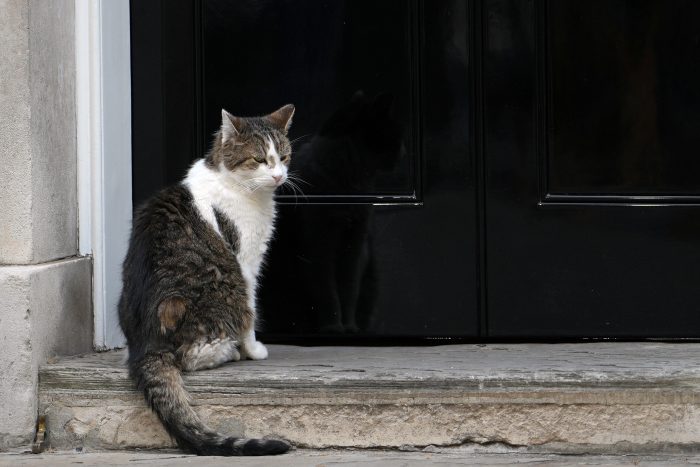 Larry the cat.