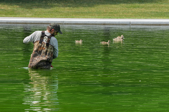NPS cleanup crews dump gallons of hydrogen peroxide to treat algae in Lincoln Memorial Reflecting Pool