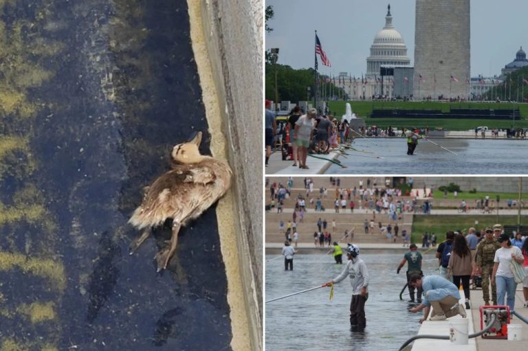 A dead duckling in the Lincoln Memorial Reflecting Pool on Sunday, June 21, 2026.